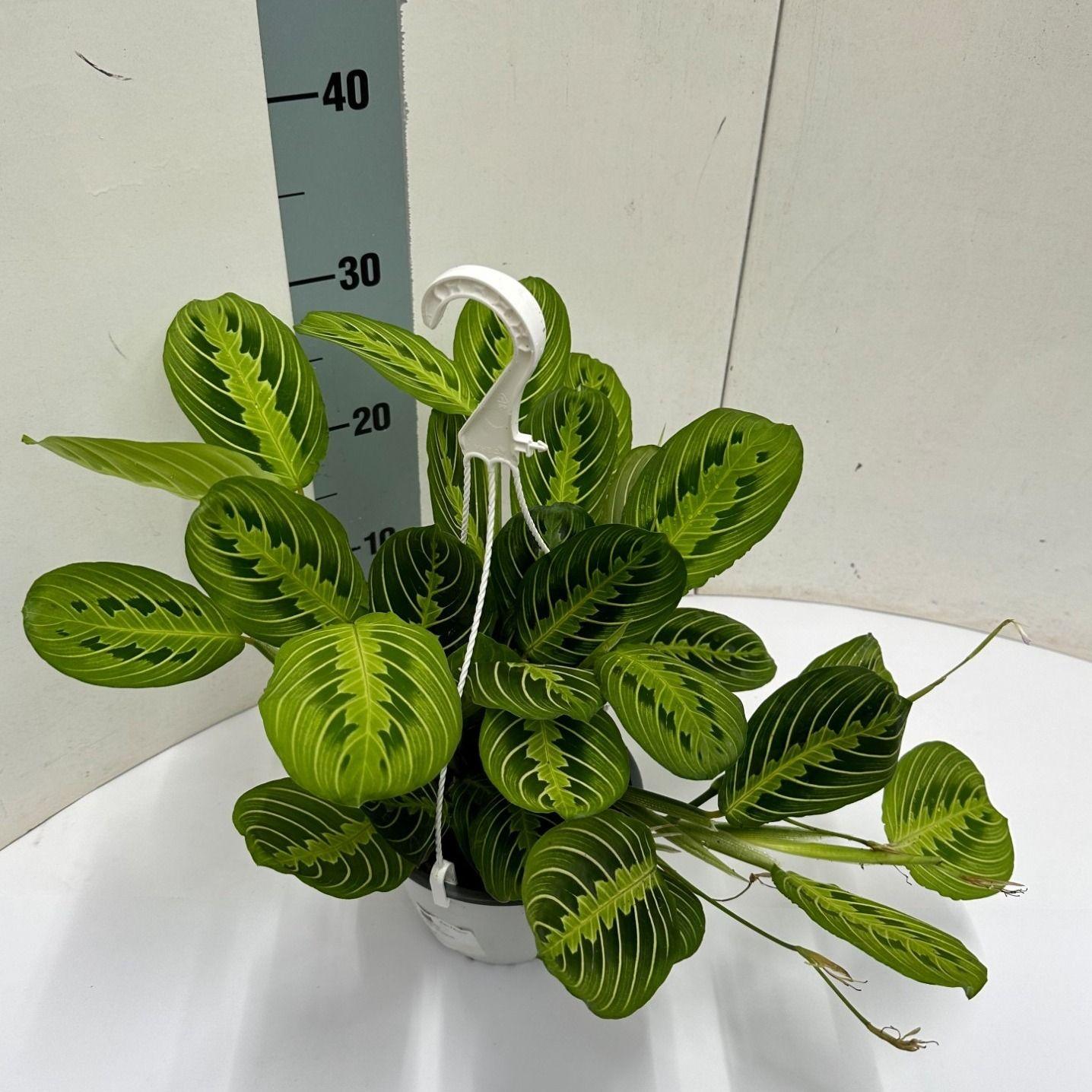 Maranta Leuconeura &