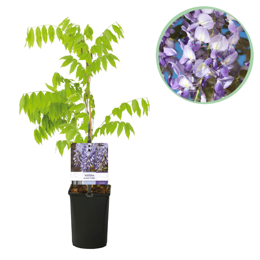 Blauregen Wisteria floribunda &
