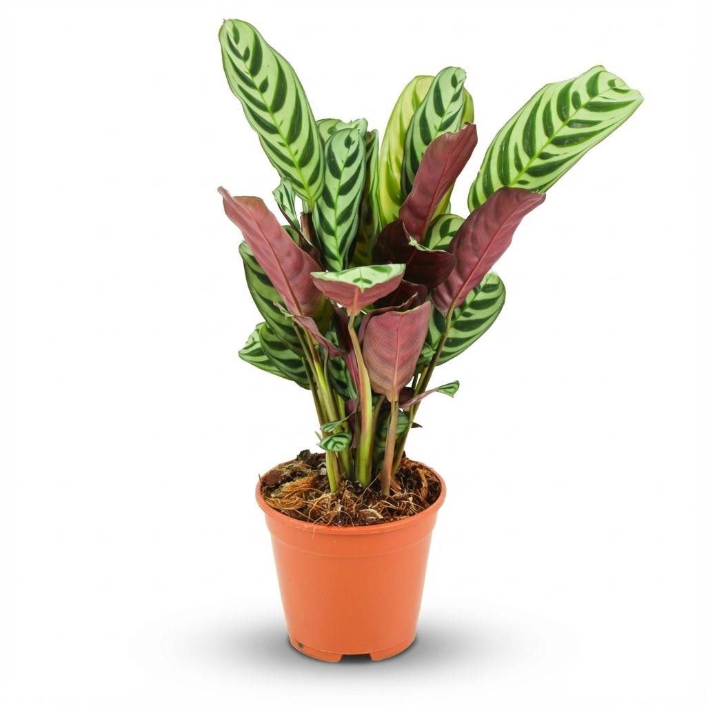 Ctenathe Burle-Marxii - Ø 14 cm - Höhe: 35 - 40 cm