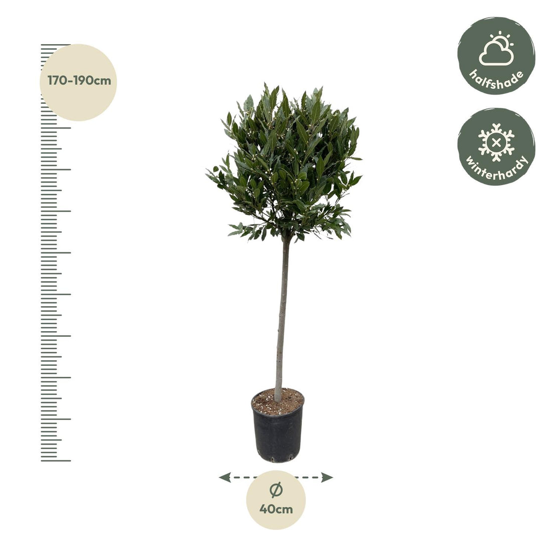 Echter Lorbeer - 210 cm - ø40