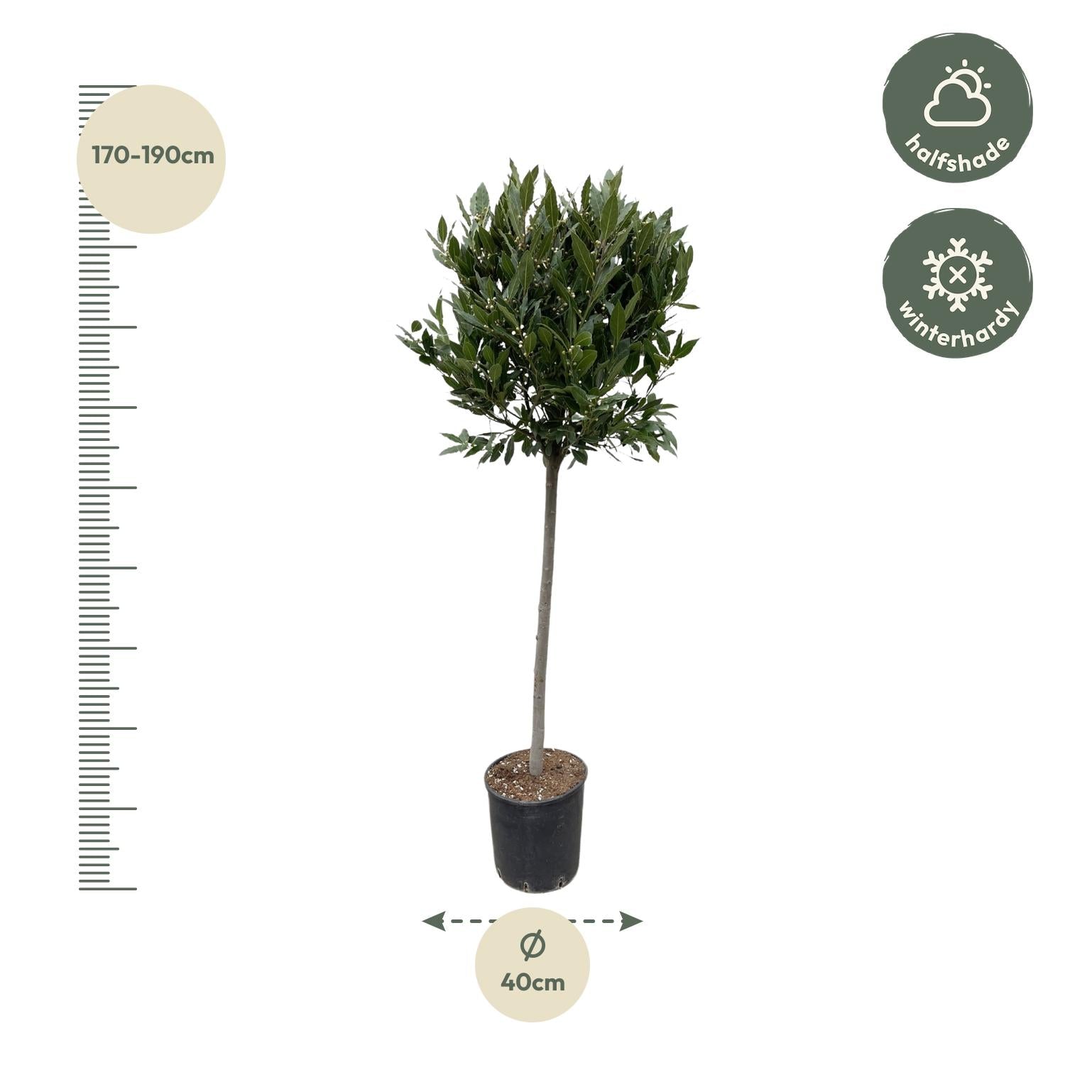 Echter Lorbeer - 210 cm - ø40