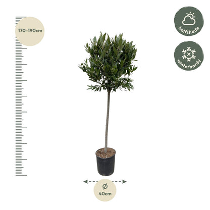 Echter Lorbeer - 210 cm - ø40