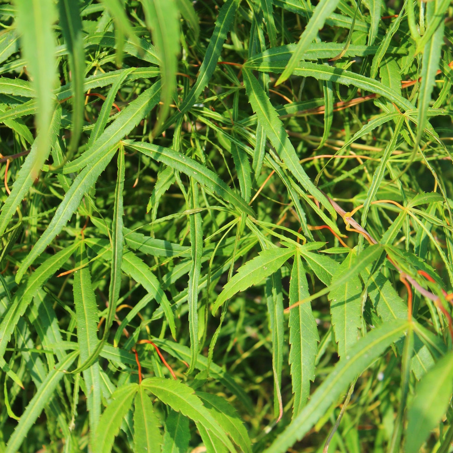 Japanischer Ahorn - Acer palmatum Koto-no-ito - Grün - 2 Pflanzen - Laubabwerfend - Topf 19cm Höhe 70cm