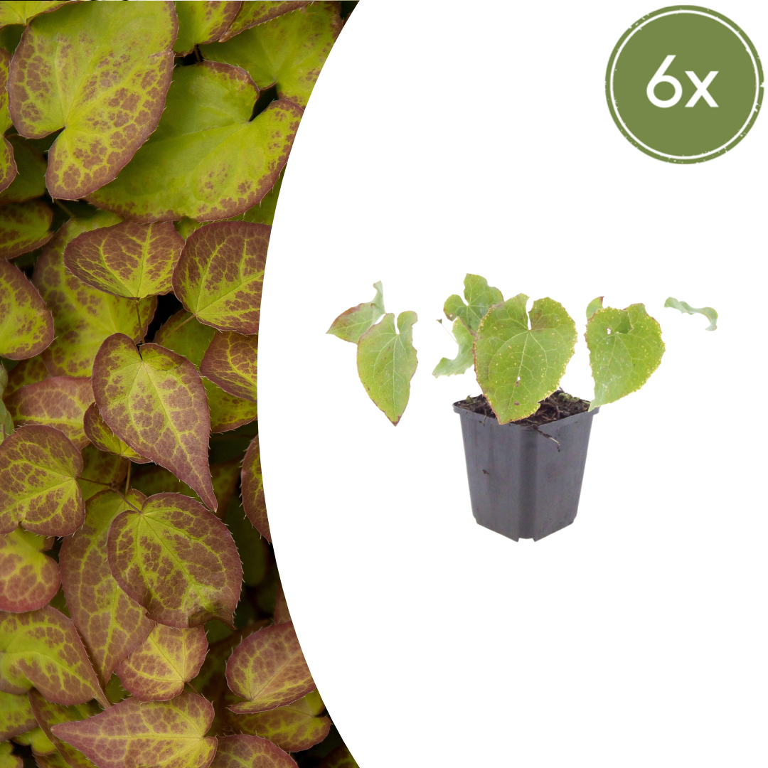 6x Epimedium perralc. &