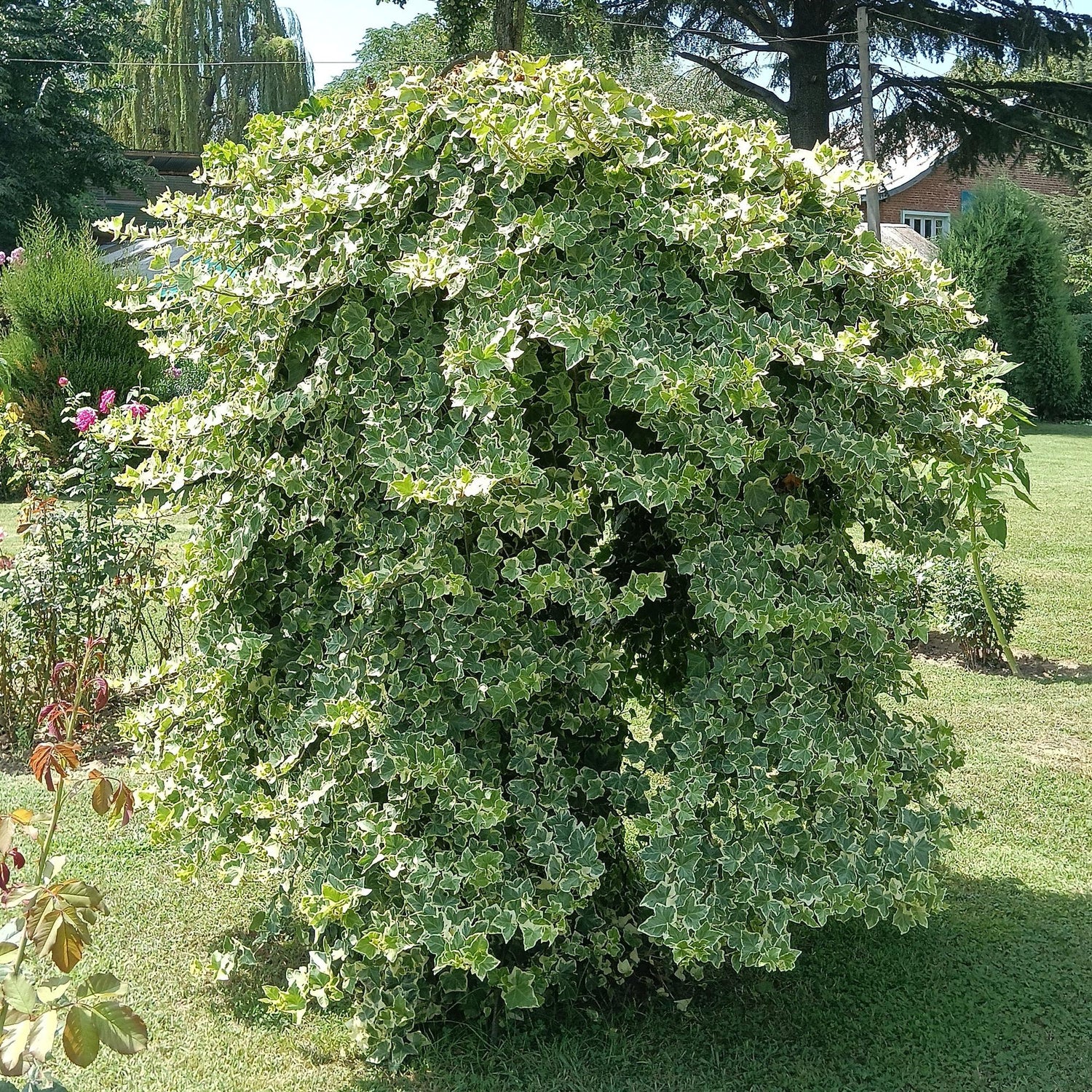 Kletterpflanze - Hedera helix Glacier - Blatt Bunt - Immergrün - 2 Pflanzen - Topf 11cm Höhe 40cm