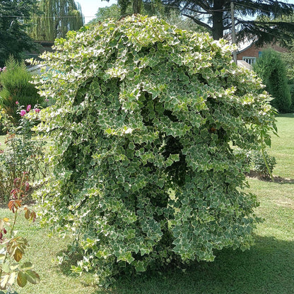 Kletterpflanze - Hedera helix Glacier - Blatt Bunt - Immergrün - 2 Pflanzen - Topf 11cm Höhe 40cm