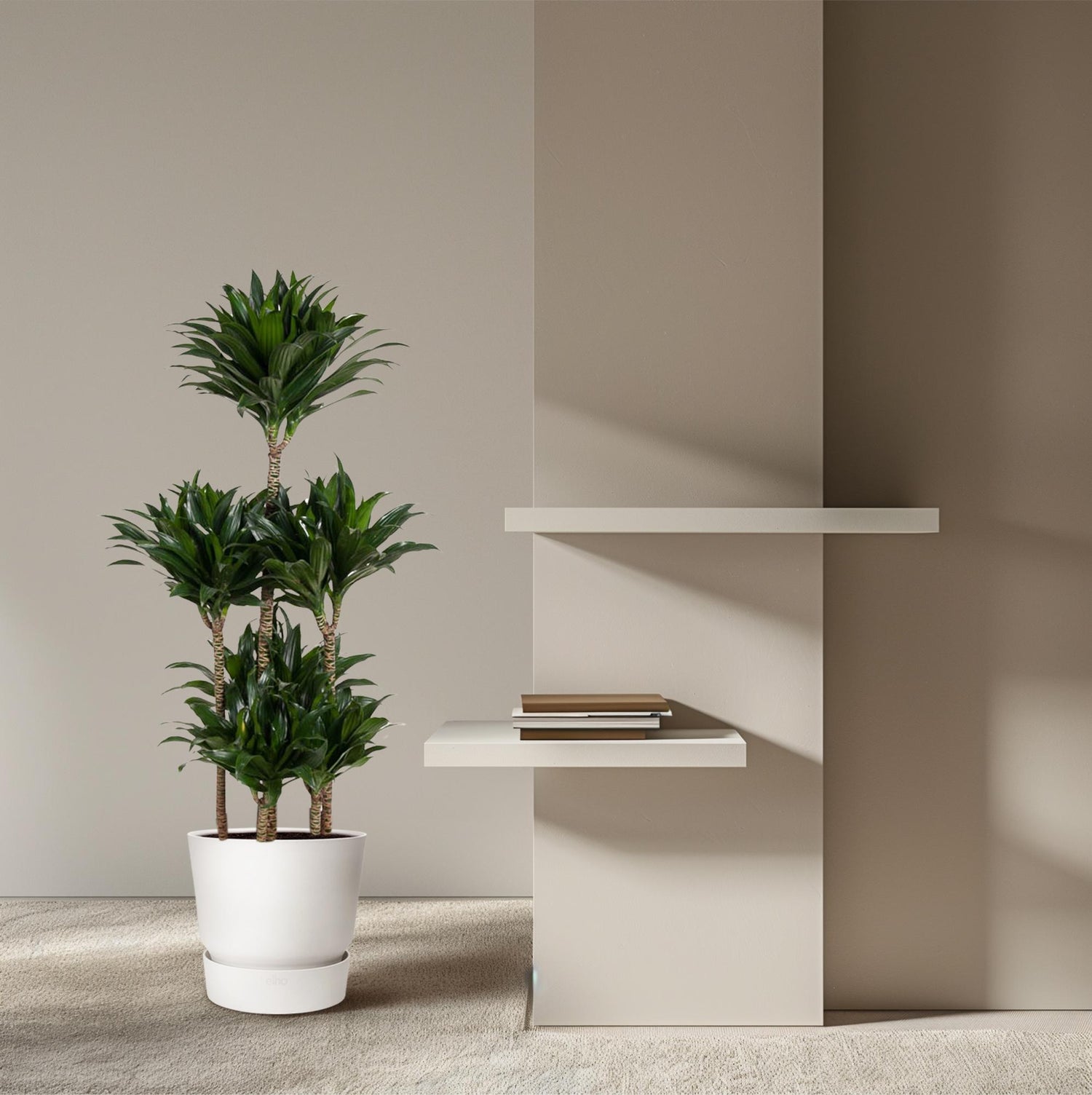 Dracaena Compacta – Pflegeleichte Zimmerpflanze für dein Zuhause