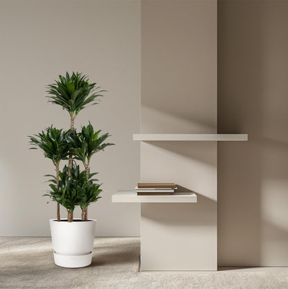 Dracaena Compacta – Pflegeleichte Zimmerpflanze für dein Zuhause