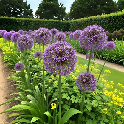 Blumenzwiebeln Allium Christophii | 15 Stück Lila – Zwiebelgröße 10/12 – XXL Pack
