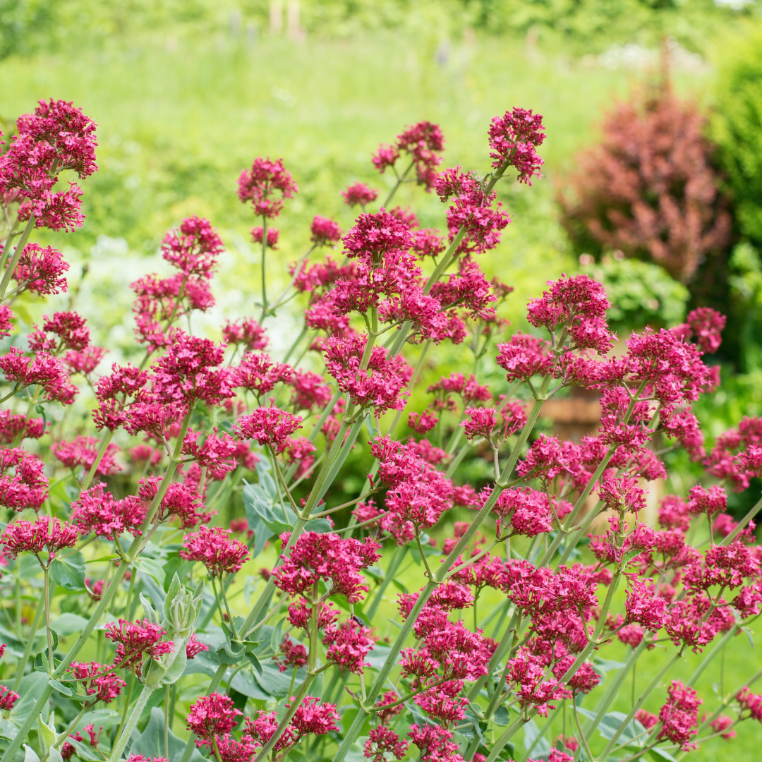 6x Centranthus ruber &