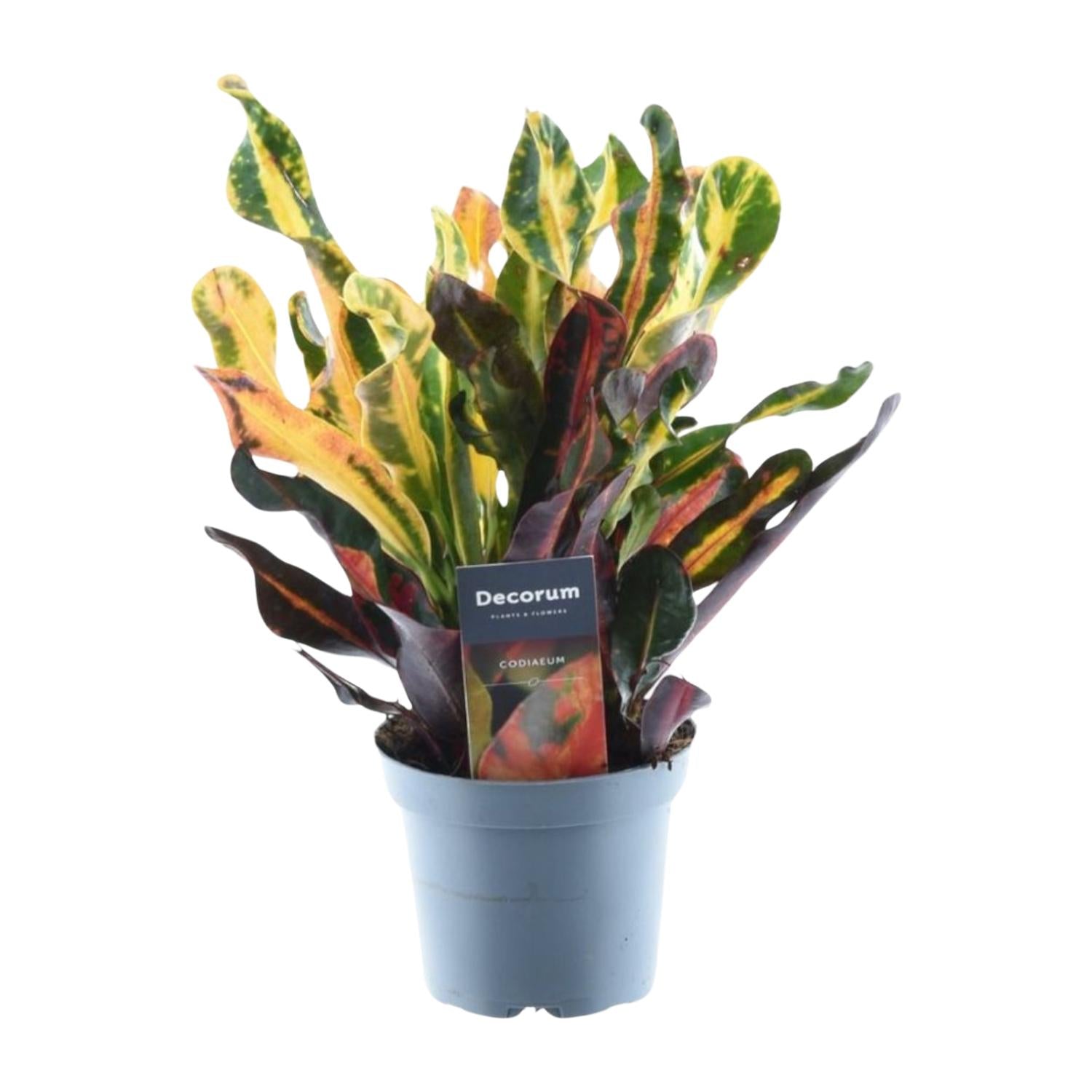 Codiaeum Mammi 30 cm – bunte Zimmerpflanze Topf 12