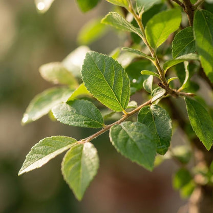 Bonsai Kugelform Baum im Keramik Topf - Höhe: 25-30 cm