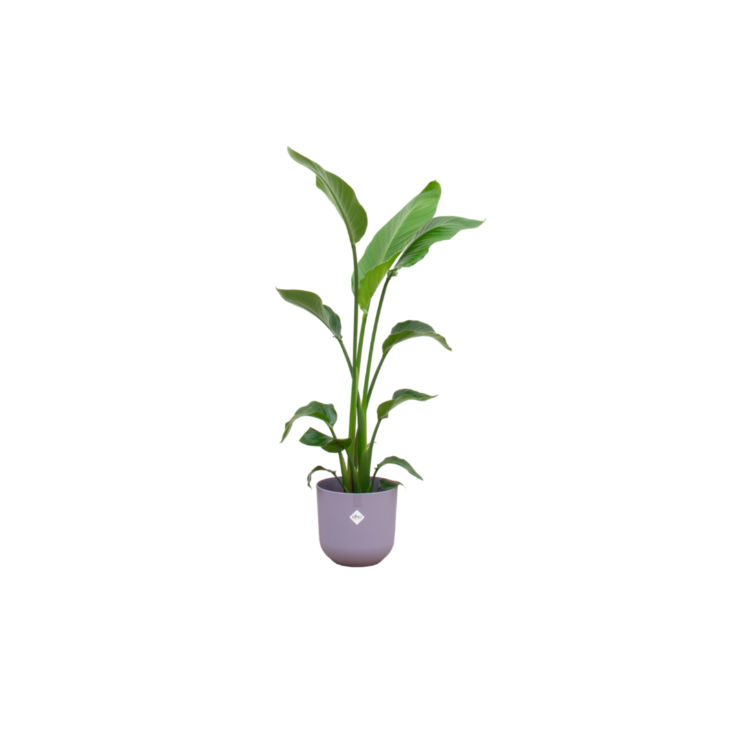 Strelitzia Nicolai 120cm mit Topf – Weißer Paradiesvogel für Ihr Zuhause