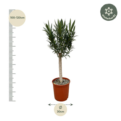 Oleander Hochstamm – Nerium Oleander – ca. 110 cm – Ø22 cm Topf – Immergrün &amp; Mediterran