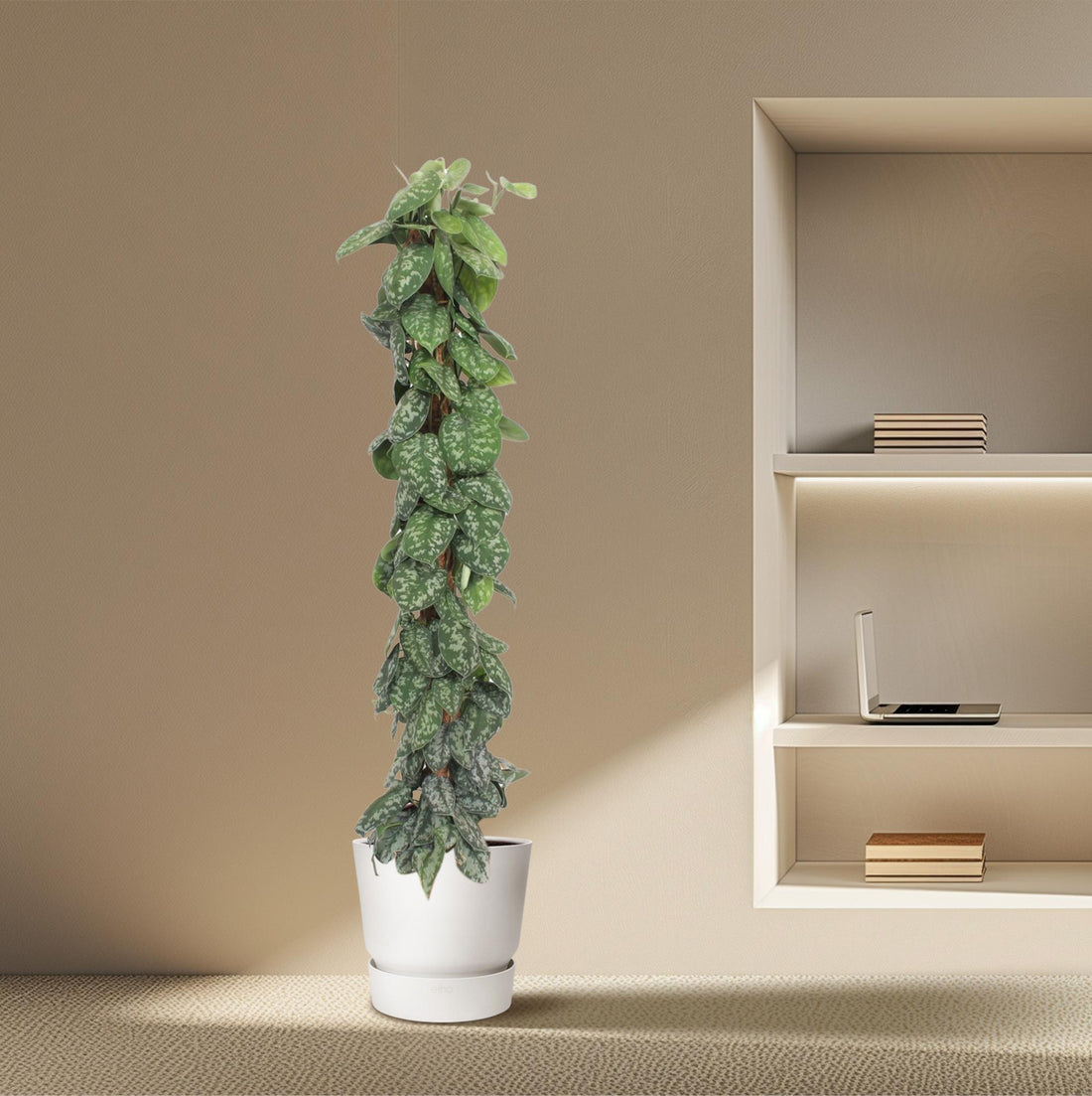 Scindapsus Pictus Trebie  - 160 cm - ø30