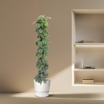 Scindapsus Pictus Trebie  - 160 cm - ø30