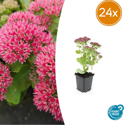 Sedum ‘Herbstfreude’ – 24 Stück, Ø 9 cm Topf, Wuchshöhe 10-25 cm – Pflegeleichte, winterharte Staude mit spätem Blütenzauber