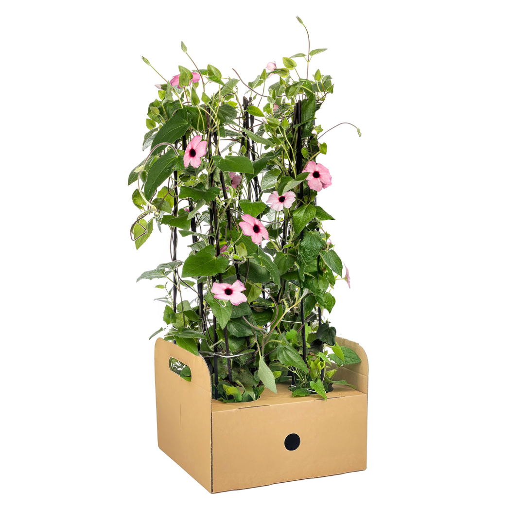 4x Thunbergia alata Sunny Susy Rose Sensation Ø13 cm - ↕60 cm