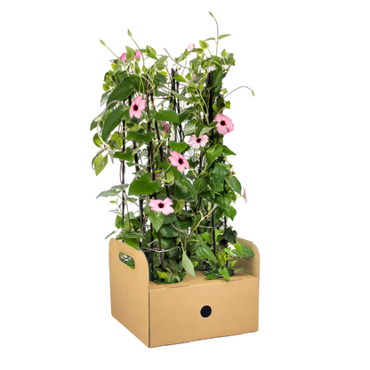4x Thunbergia alata Sunny Susy Rose Sensation Ø13 cm - ↕60 cm