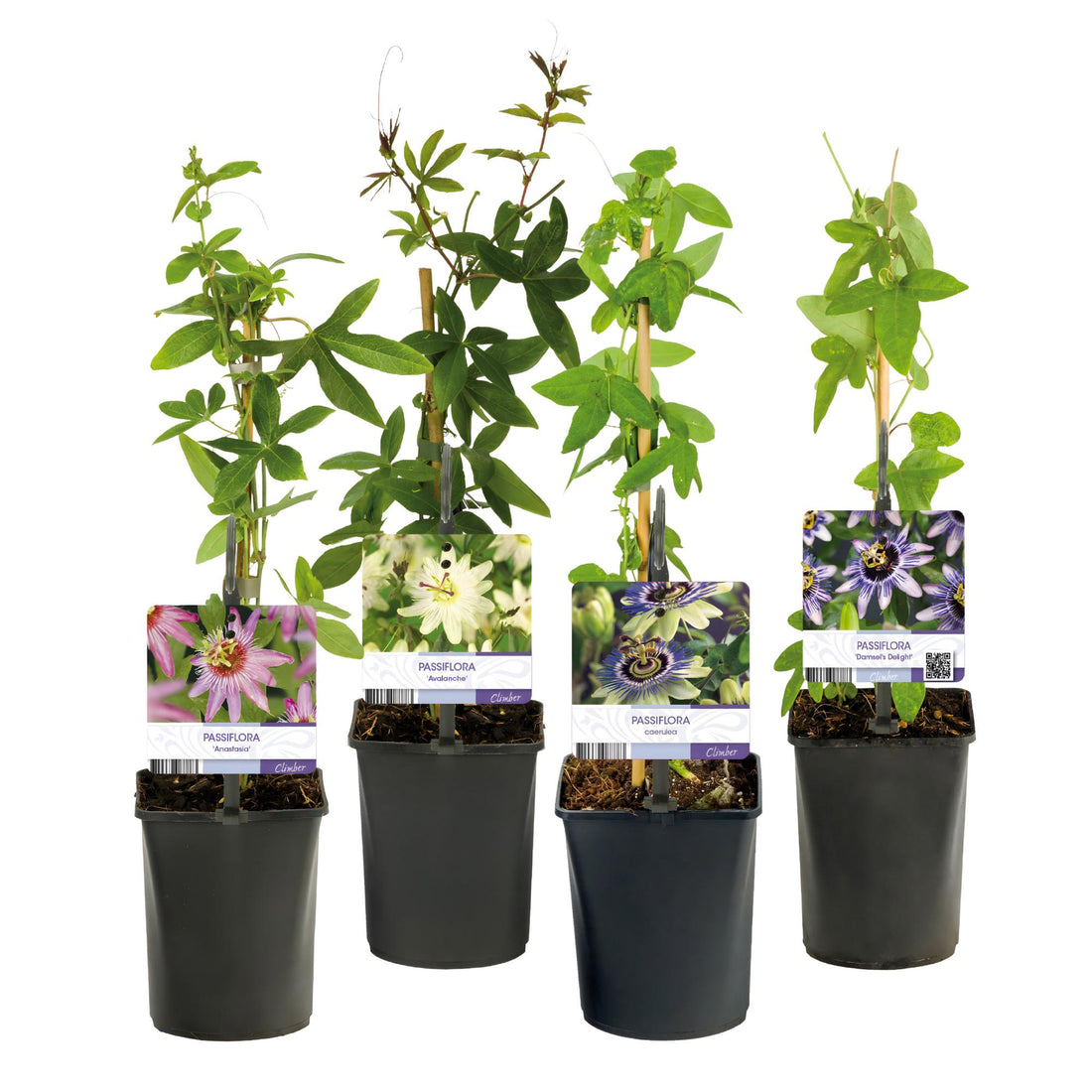 Passionsblume Passiflora Rainbow | Rosa-Weiß-Lila-Grün Blüten – 4 Pflanzen 40 cm Ø11 cm Topf