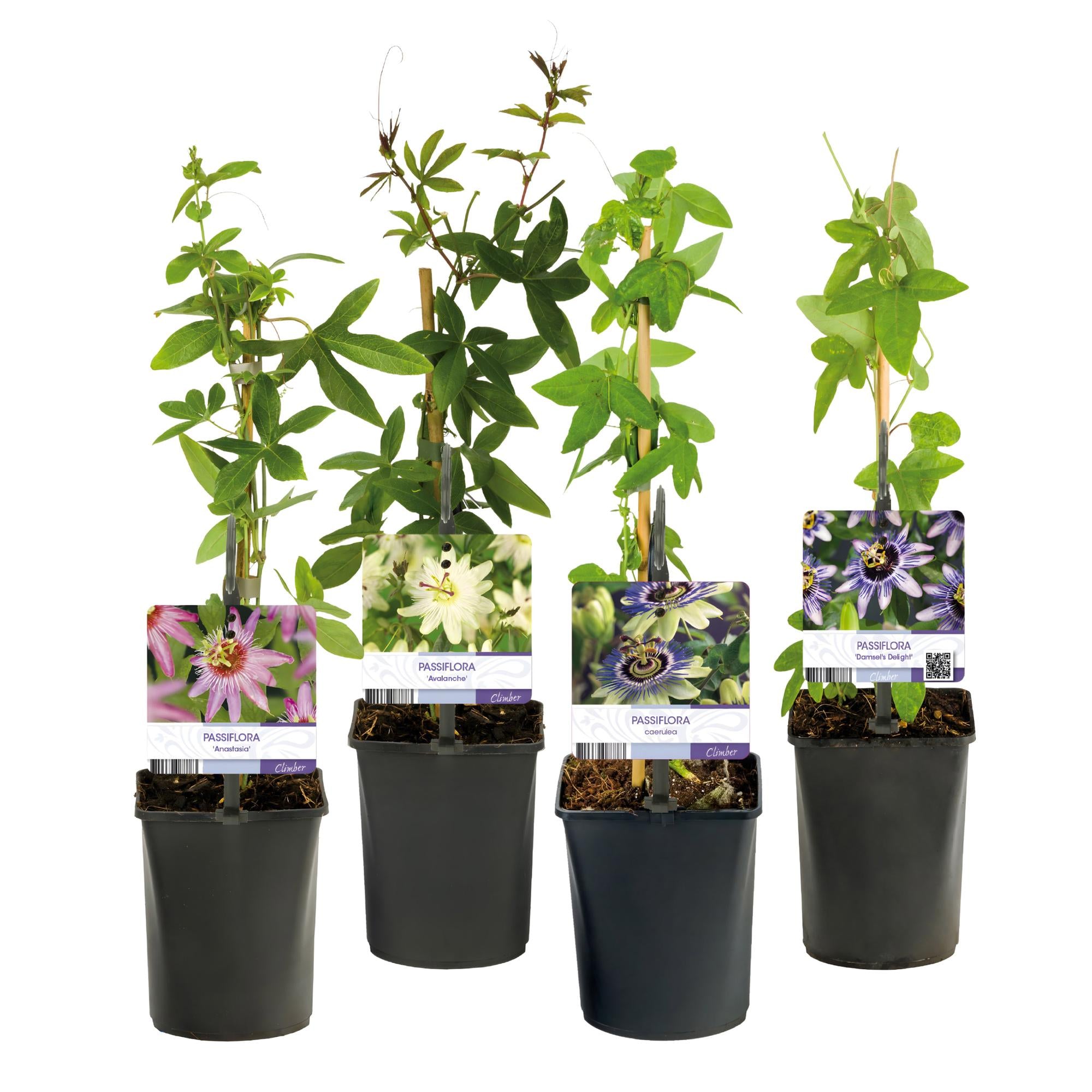 Passionsblume Passiflora Rainbow | Rosa-Weiß-Lila-Grün Blüten – 4 Pflanzen 40 cm Ø11 cm Topf