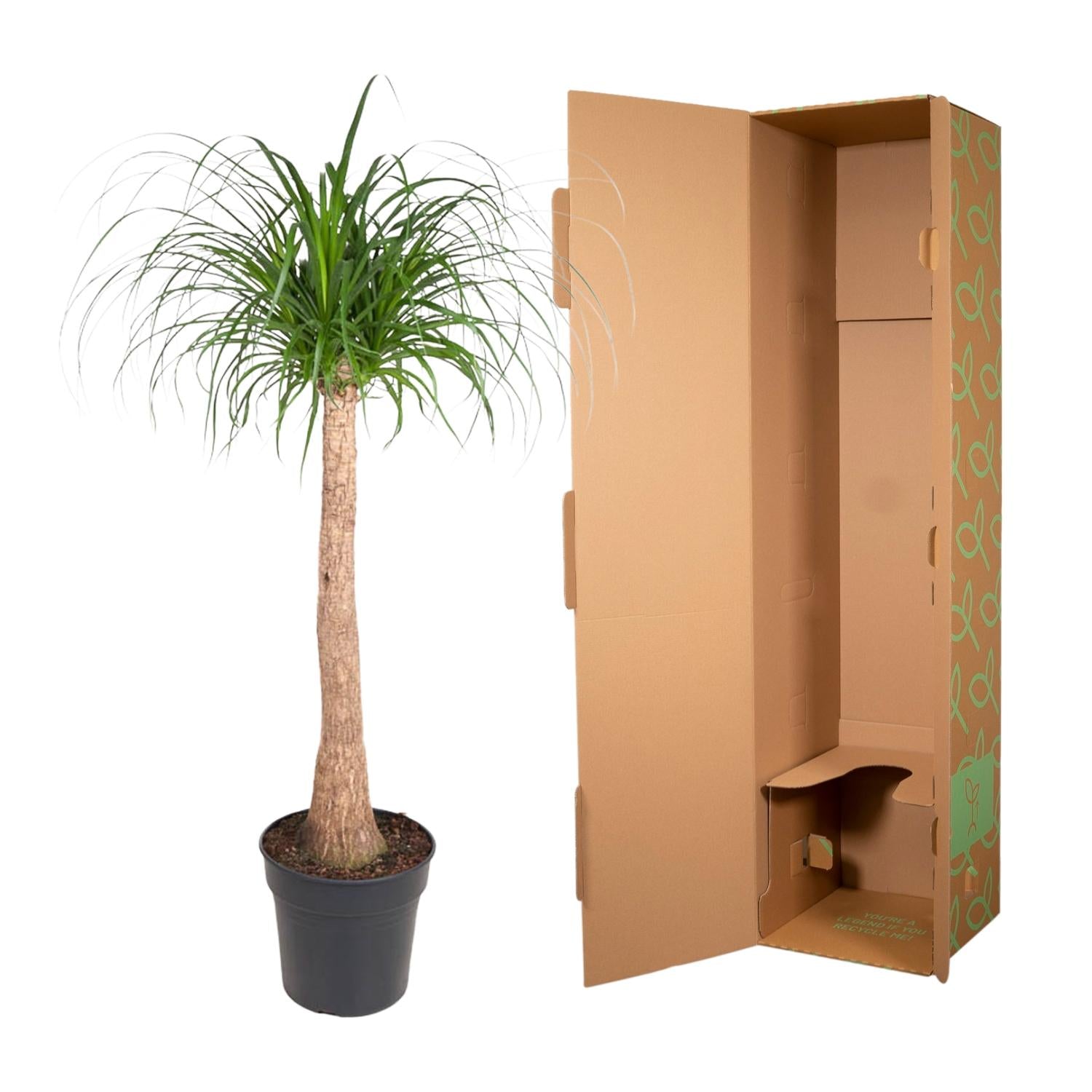 Beaucarnea Elefantenfuß 120 cm | Zimmerpflanze im Ø32 cm Topf – Pflegeleicht &amp; Exotisch