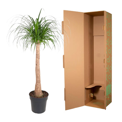 Beaucarnea Elefantenfuß 120 cm | Zimmerpflanze im Ø32 cm Topf – Pflegeleicht &amp; Exotisch