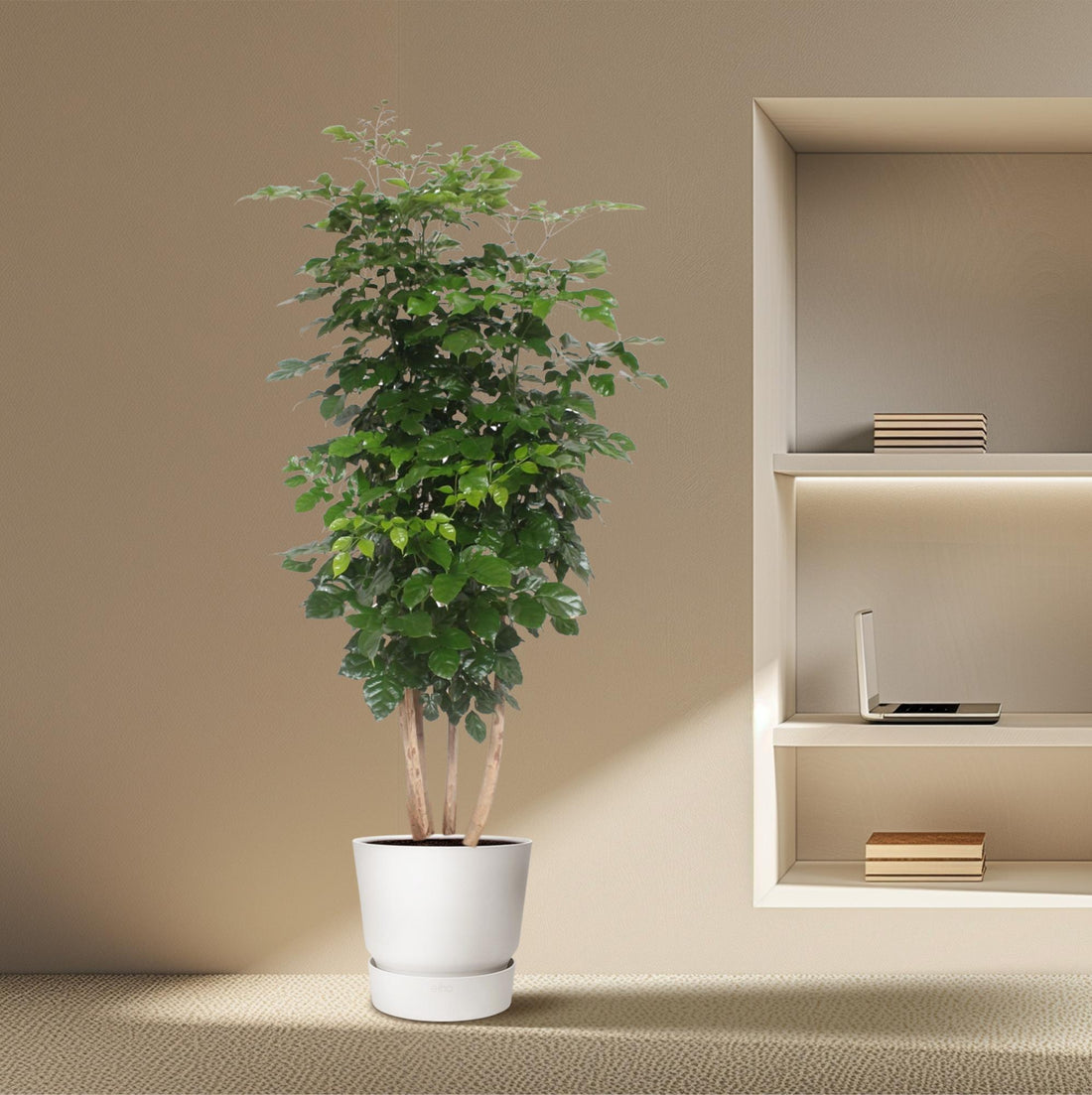 Radermachera hainanensis – 190 cm | Tropischer Blickfang für dein Zuhause