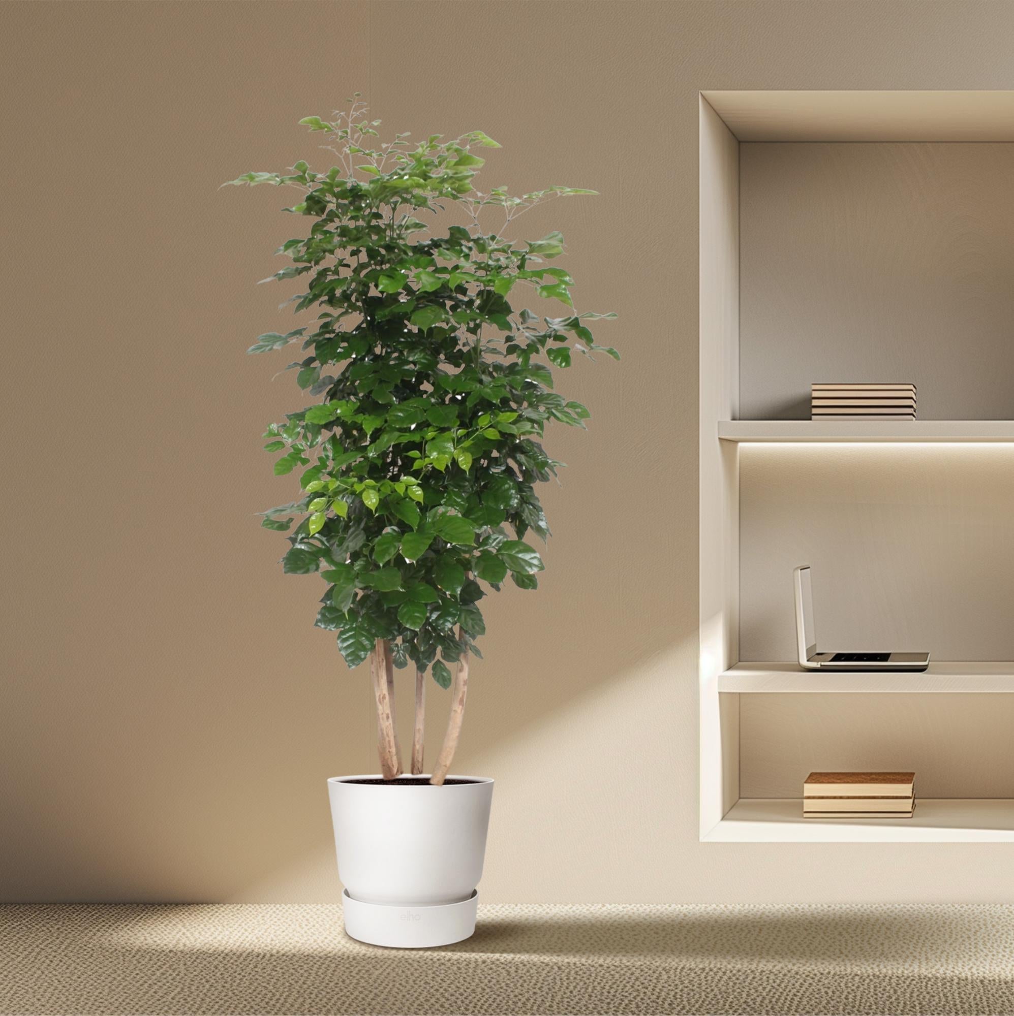 Radermachera hainanensis – 190 cm | Tropischer Blickfang für dein Zuhause