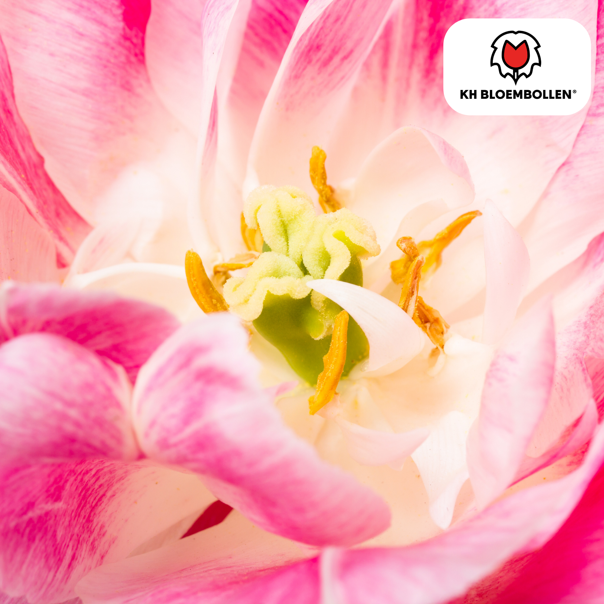 Tulpenzwiebeln Columbus – 20 Stück | Gefüllte rosa-weiße Tulpen