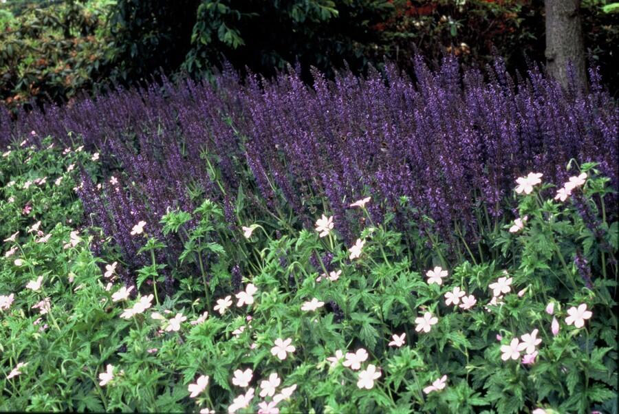Salvia nemorosa ‘Mainacht’ – 24 Stück, Ø 9 cm Topf, ↕ 10–25 cm – Duftender, winterharter Ziersalbei für Garten &amp; Bienen