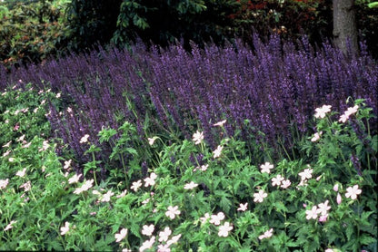 Salvia nemorosa ‘Mainacht’ – 24 Stück, Ø 9 cm Topf, ↕ 10–25 cm – Duftender, winterharter Ziersalbei für Garten &amp; Bienen