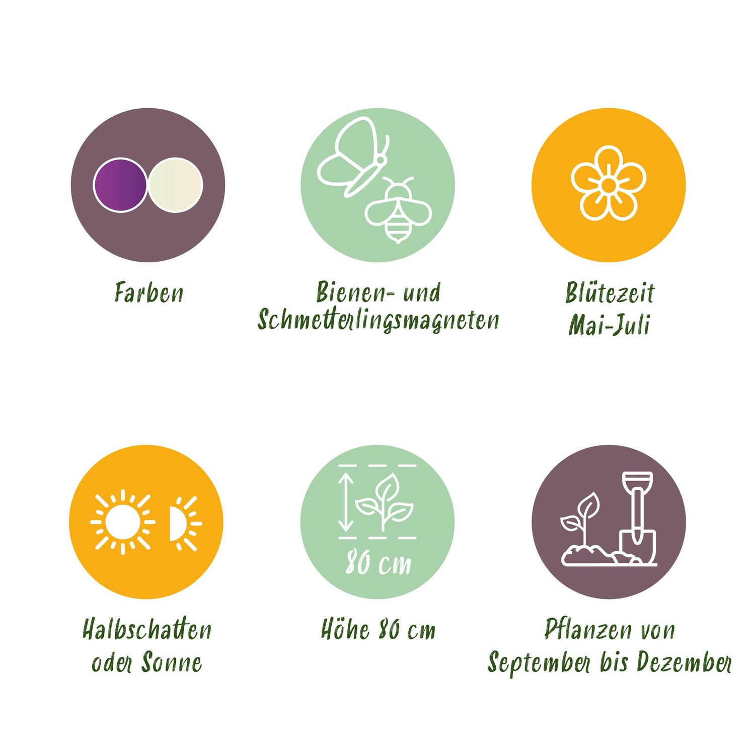 Blumenzwiebeln Allium Purple White Mix | 15 Stück Lila &amp; Weiß – Zwiebelgröße 10/12 – XXL Pack