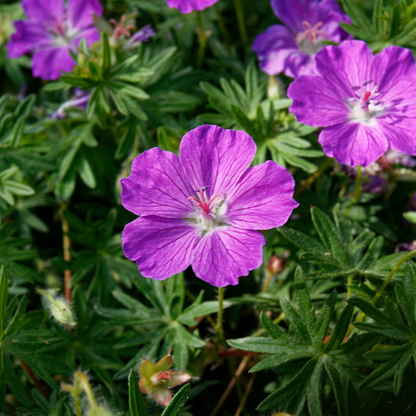 6x Geranium sanguineum - ↕10-25cm - Ø9cm