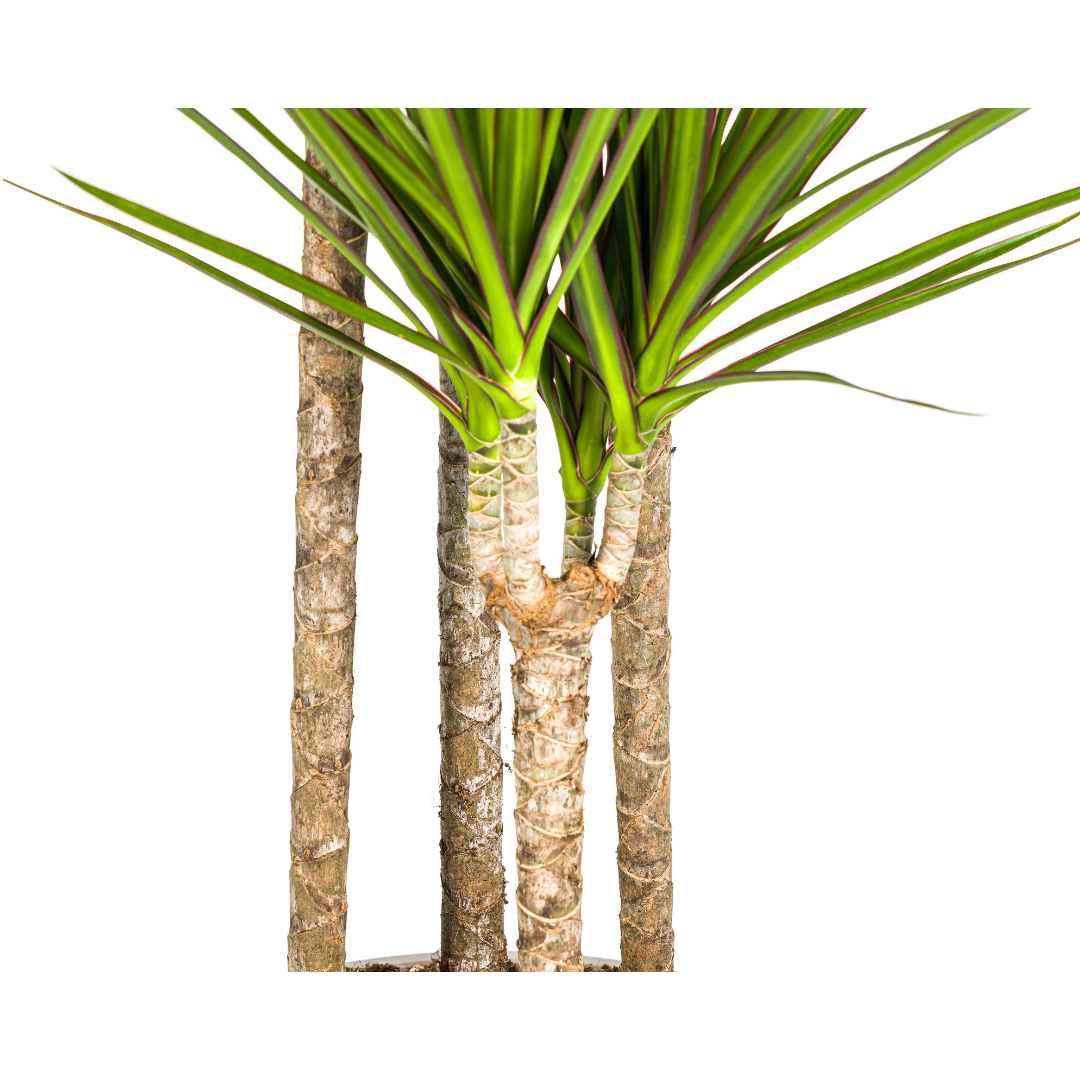 Dracaena Marginata ‘Green’ Ø27, 170–190 cm