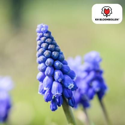 Muscari Blue Moon – 20 Stück | Zarte Traubenhyazinthen