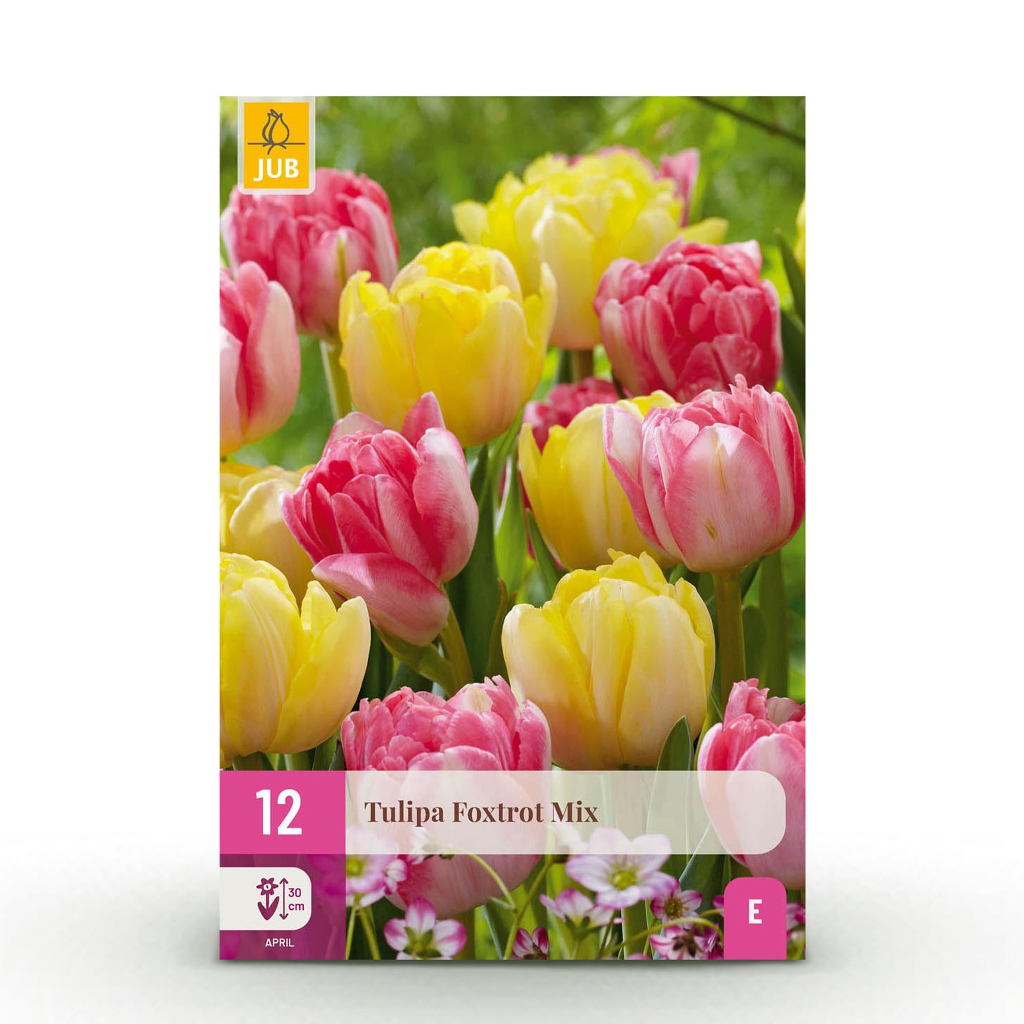 Tulpen Foxtrot Mix – 12 Zwiebeln 11/12 – Mix