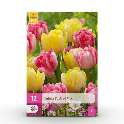 Tulpen Foxtrot Mix – 12 Zwiebeln 11/12 – Mix