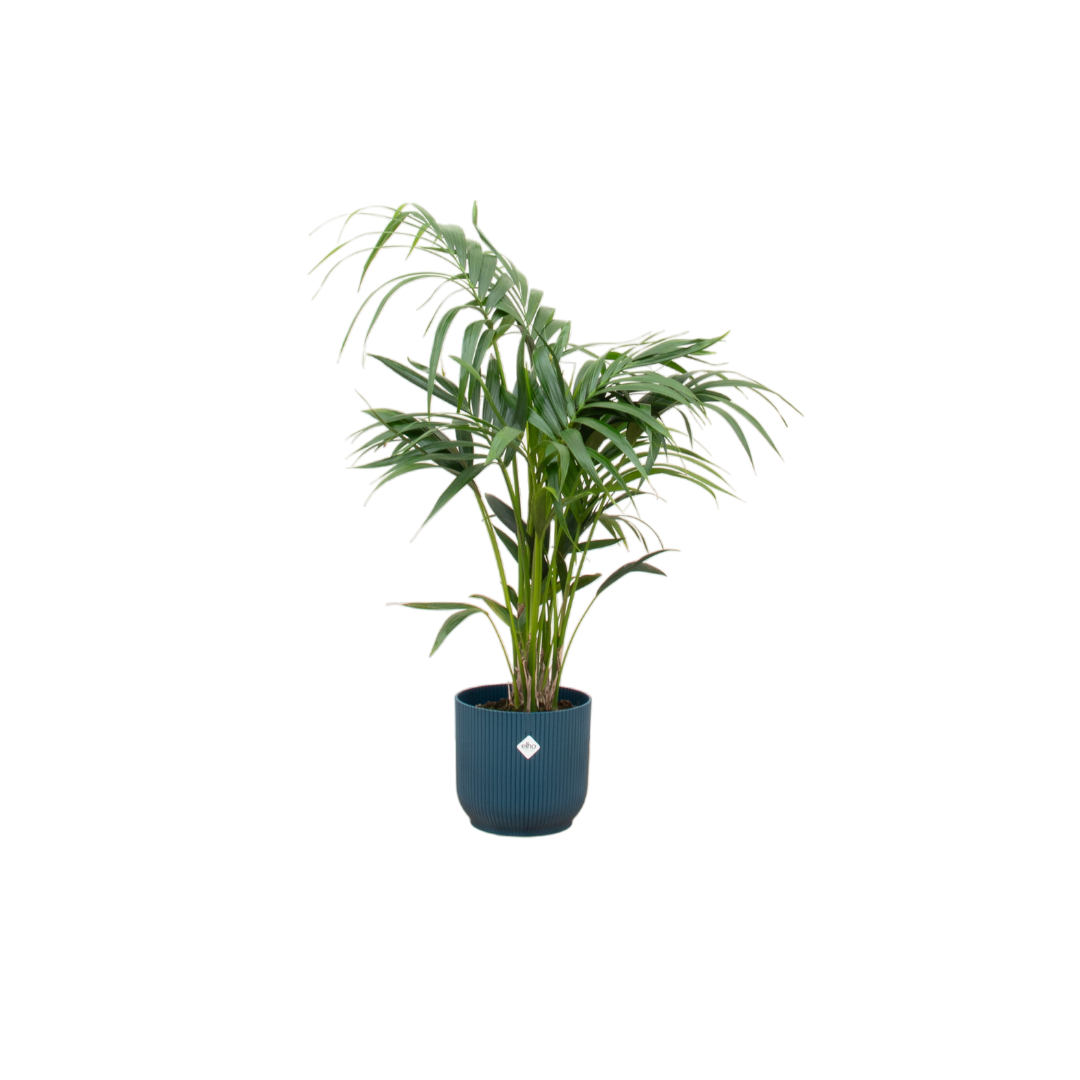Kentia Palme 130 cm – Elegante Zimmerpalme im Topf