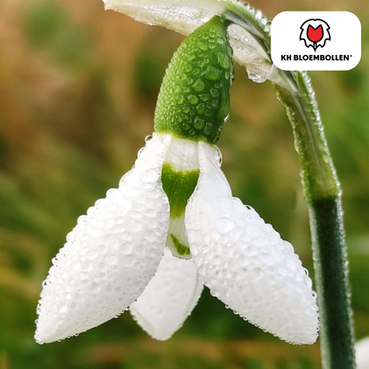 Schneeglöckchen – 30 Stück | Frühlingsbote für deinen Garten