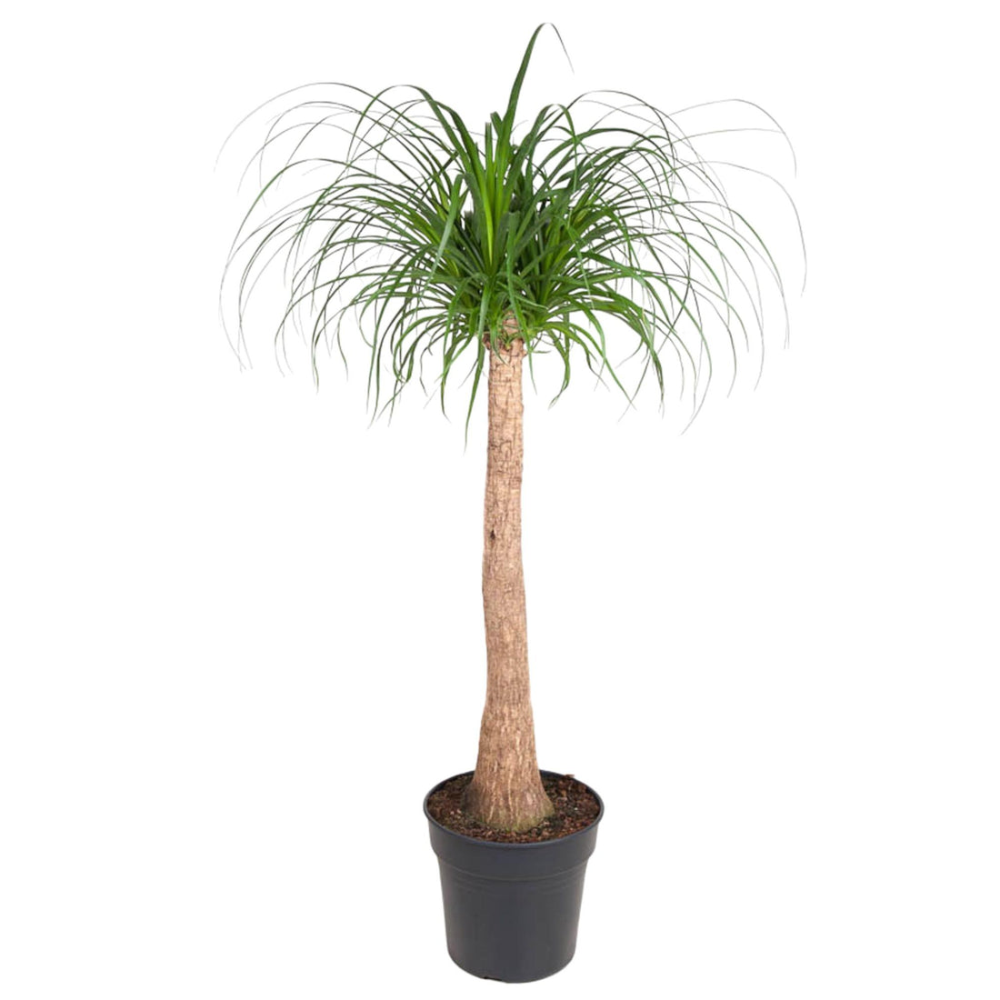 Beaucarnea Elefantenfuß 120 cm | Zimmerpflanze im Ø32 cm Topf – Pflegeleicht &amp; Exotisch