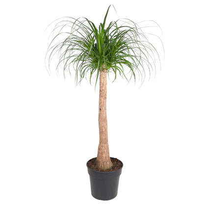 Beaucarnea Elefantenfuß 120 cm | Zimmerpflanze im Ø32 cm Topf – Pflegeleicht &amp; Exotisch
