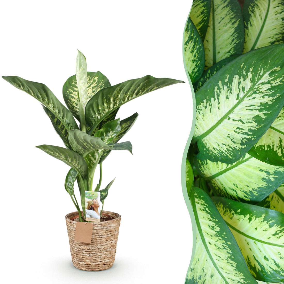 Diefenbachia Tropic Snow - Dieffenbachia mit Korb - Höhe 90-100cm