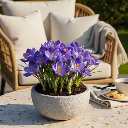 Blumenzwiebeln Crocus Blue | 30 Stück Blau – Zwiebelgröße 7/8 – XXL Pack