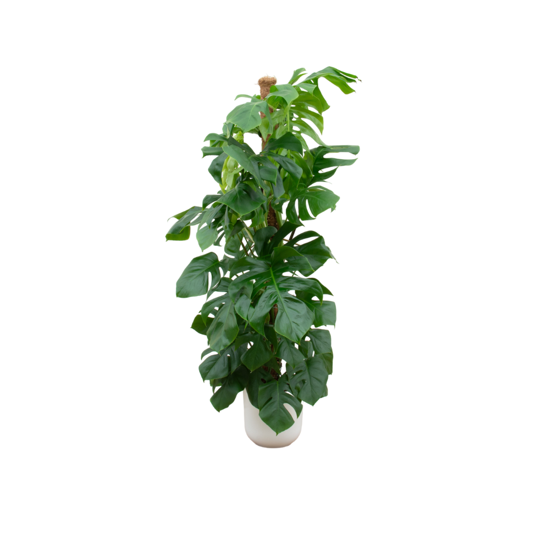 Monstera Pertusum XL mit Topf – Fensterblatt für Innenräume