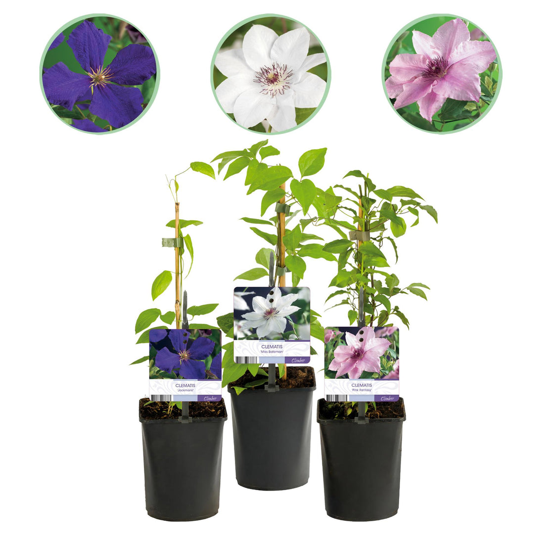 Kletterpflanze - Clematis Tricolour - Blüte Rosa Weiß Lila - Wenig Pflege - 3 Pflanzen - Topf 11cm Höhe 40cm GreenboutiQ - Kletterpflanze - Clematis Rainbow - Blüte Rosa Weiß Lila Rot - Wenig Pflege - 4 Pflanzen - Topf 11cm Höhe 40cm&quot;