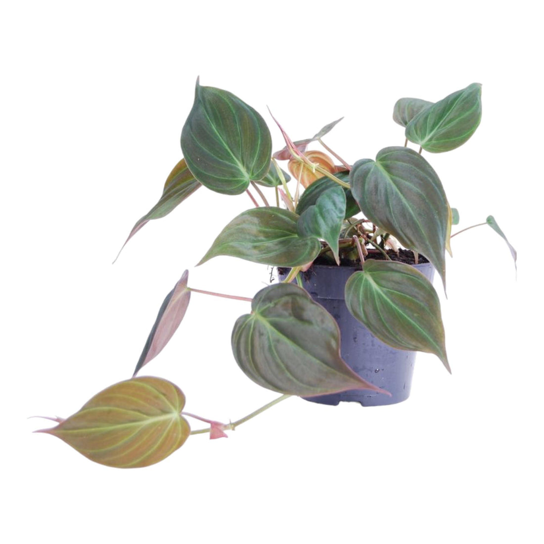 Philodendron scandens ‘Micans’ 25 cm | Herzblatt-Philodendron im Ø12 cm Topf – Samtige Trendpflanze
