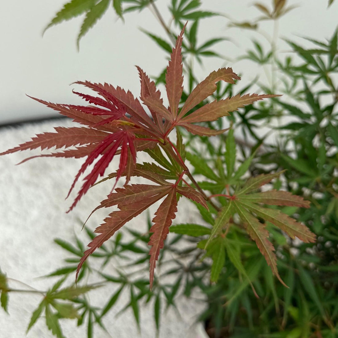 Japanischer Ahorn - Acer palmatum Jerre Swarts - Dunkelrot - 2 Pflanzen - Laubabwerfend - Topf 19cm Höhe 70cm