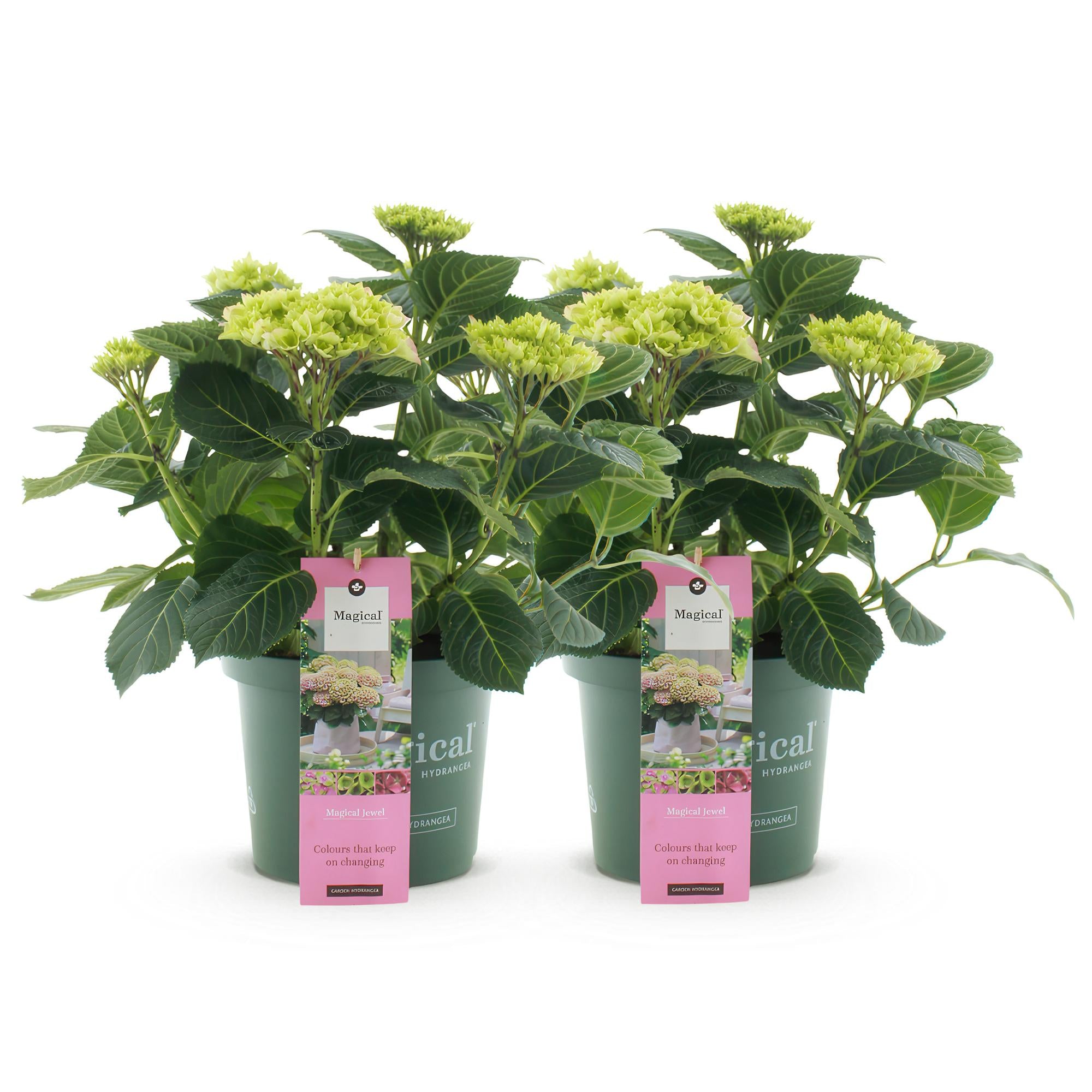 Balkon-Hortensie Magical Jewel Pink – 2 Pflanzen – 6–10 Blüten – Ø23 cm Topf – Höhe ca. 55 cm