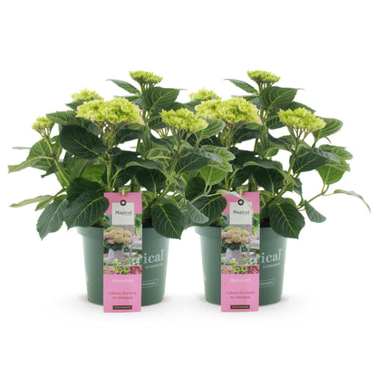 Balkon-Hortensie Magical Jewel Pink – 2 Pflanzen – 6–10 Blüten – Ø23 cm Topf – Höhe ca. 55 cm